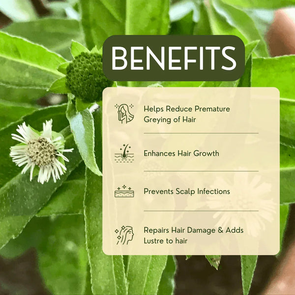 Bhringraj - Garry N Sun Organics