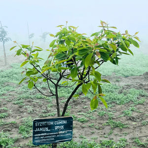 Jamun Seed - Garry N Sun Organics
