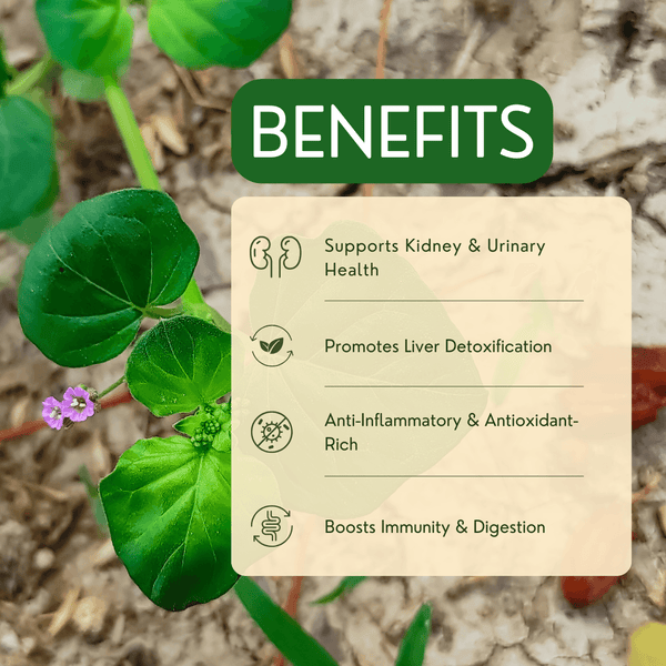 Punarnava-Kidney care